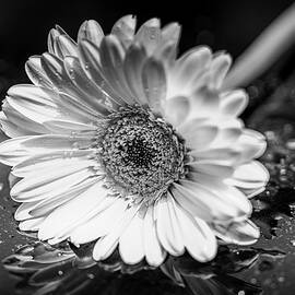 A Flower For You by Penny Polakoff