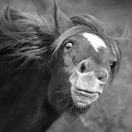 A Galloping Glance. by Paul Martin