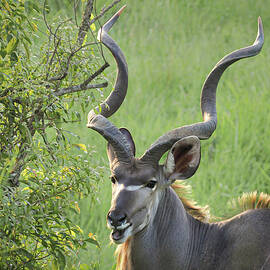 A Glimpse of the Elusive Kudu by Rebecca Herranen