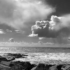 A Gull or Two Survey the Chance of Fish by Joe Schofield
