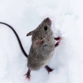 A little help here by Matt Halvorson