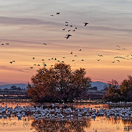 A Merced National Wildlife Refuge Vacation by KJ Swan
