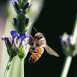 A Moment for You by Joe Schofield