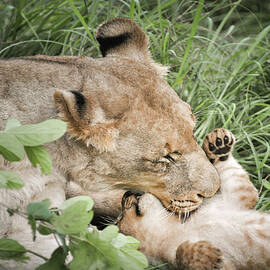 A Mother's Love by Rebecca Herranen