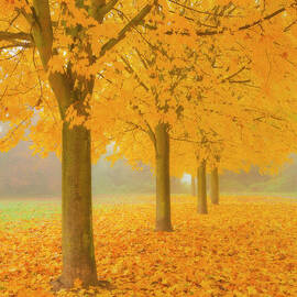 Misty Sycamore Tree Avenue in Autumn by Neale And Judith Clark