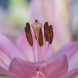 A Pink Lily of Springtime by Nancy Gleason