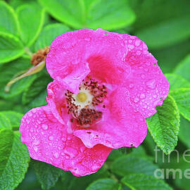 A pink wild rose in a rainy day by Tatiana Travelways