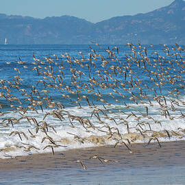 A Plethora of Baby Pipers Piping by Joe Schofield