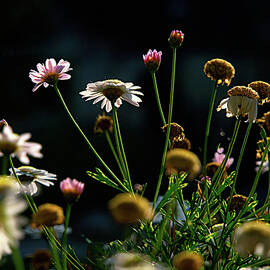 A Plethora of Poppies by Joe Schofield