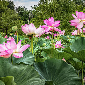 A Pond With Lotus Flowers by Elvira Peretsman