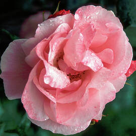 A single old style pink rose by Seeables Visual Arts