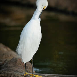 A Snowy White Egret doing a 'standing forward pose'  by Abigail Diane Photography