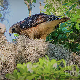 A Special Moment-A Red-Shouldered Hawk_With_Her_Chick by Mary Lou Chmura