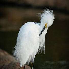A standing Snowy White  Egret by Abigail Diane Photography