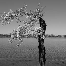 A study of Stumpy in black and white by Richard Reeve