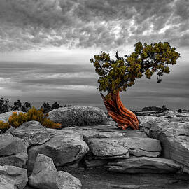 A Tree With Character by Dan Norris