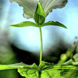 A Trillium Looking At A Blue Sky by Dale Kauzlaric