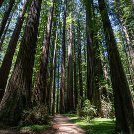 A Walk Among Giants by Matt Halvorson