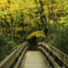 A Walk Through Autumn by Dodie Ross