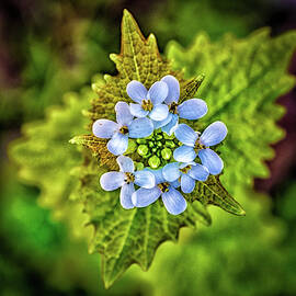 A Wild Flower by Louis Dallara