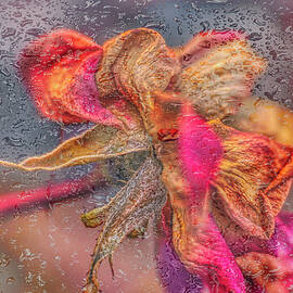 A Winter Rose by Penny Polakoff