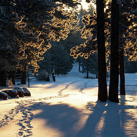 A Winter Sunrise Walk Through the Snow by Cascade Colors