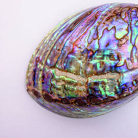 Abalone Shell #1 by Jeff Sinon