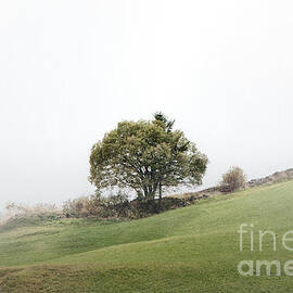 Above the fog by Thomas Nay