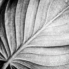 Abstract botanical pattern of tropical calathea leaf by Jelena Jovanovic