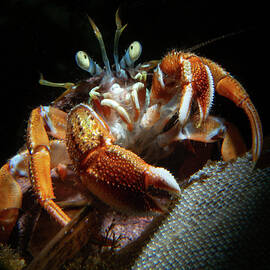 Acadian hermit crab picking at some bryozoans by Brian Weber