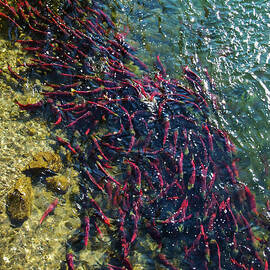Adams River Sockeye School #3 by Nancy Gleason