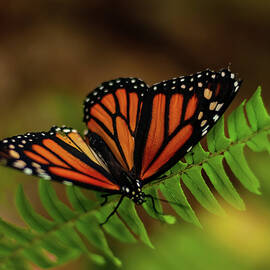 Admiral Butterfly 01 by Flees Photos