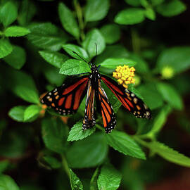 admiral butterfly 2 by Flees Photos