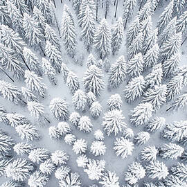 Aerial View of Snow-Covered Forest by The Luxury Art Collection