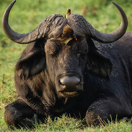 African Buffalo Resting in Grass by Natural Focal Point Photography