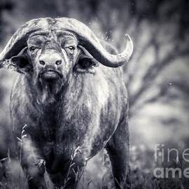 African Cape Buffalo Bull by Stefano Senise