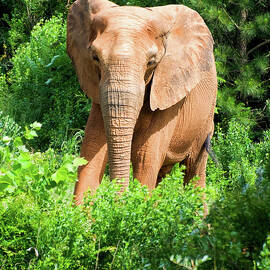 African Elephant coming through trees by Flees Photos