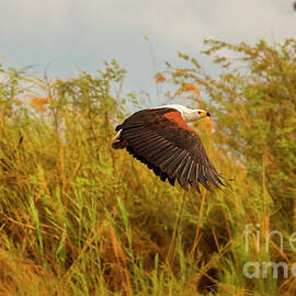 African Fishing Eagle Flight by Natural Focal Point Photography
