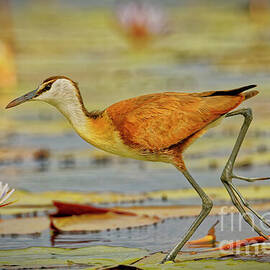 African Jacana on Water Lilies On Chobe River by Natural Focal Point Photography
