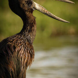 African Open-bill by The Chobe River by Natural Focal Point Photography