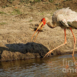 African Yellow billed Stork Catching Lunch by the Water by Natural Focal Point Photography