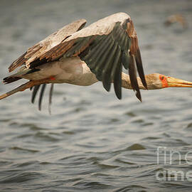African Yellowbilled Stork Over Chobe River by Natural Focal Point Photography