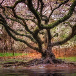 After Party Confetti Show by Susan Candelario