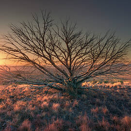 Afterlife by Slow Fuse Photography