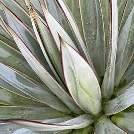 Agave After the Rain by Rebecca Herranen
