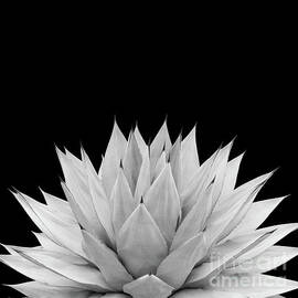 Agave Black and White Summer Night Vibes #1 #tropical #decor #art by Anitas and Bellas Art