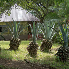 Agave Sentinels by Mary Lee Dereske