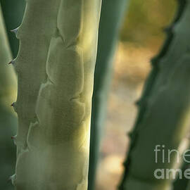 Agave - Whispers in Green by Dodie Ross