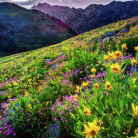 Albion Basin Wildflowers by Abbie Matthews
