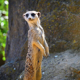 Alert meerkat also known as Suricata suricatta standing on guard by Miroslav Liska